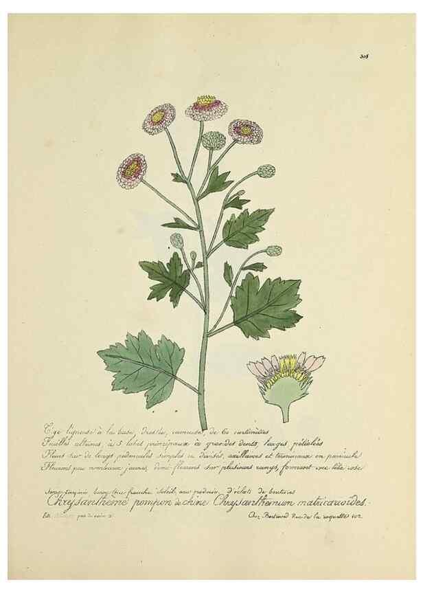 Reproducción/Reproduction 49501385721: Flore universelle. Saint-Denis :Au Bureau et chez Meilhac :[1848]-[1849]. 