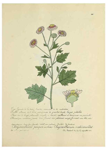 Reproducción/Reproduction 49501385721: Flore universelle. Saint-Denis :Au Bureau et chez Meilhac :[1848]-[1849]. 