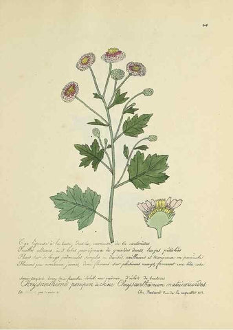 Reproducción/Reproduction 49501385721: Flore universelle. Saint-Denis :Au Bureau et chez Meilhac :[1848]-[1849]. 