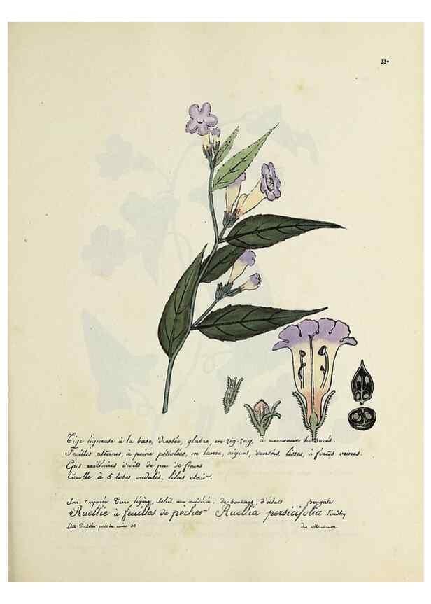 Reproducción/Reproduction 49501394296: Flore universelle. Saint-Denis :Au Bureau et chez Meilhac :[1848]-[1849]. 