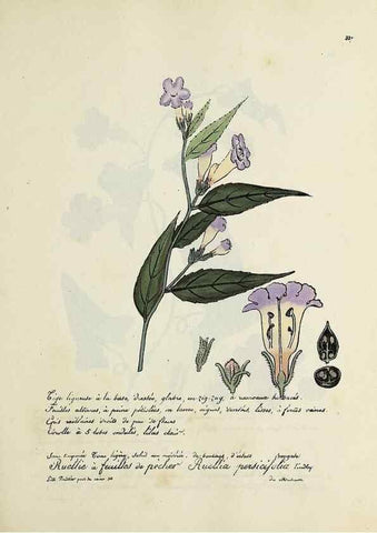 Reproducción/Reproduction 49501394296: Flore universelle. Saint-Denis :Au Bureau et chez Meilhac :[1848]-[1849]. 