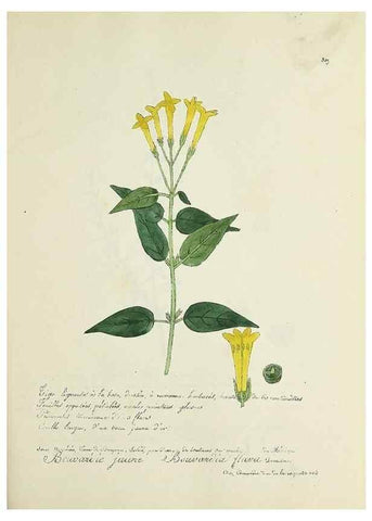Reproducción/Reproduction 49500880973: Flore universelle. Saint-Denis :Au Bureau et chez Meilhac :[1848]-[1849]. 