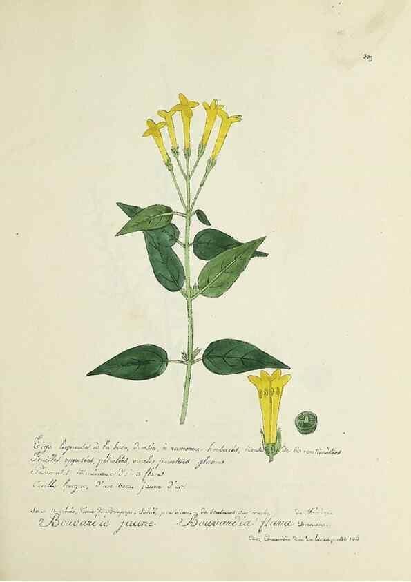 Reproducción/Reproduction 49500880973: Flore universelle. Saint-Denis :Au Bureau et chez Meilhac :[1848]-[1849]. 