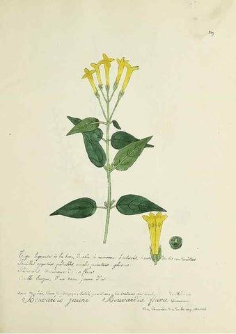 Reproducción/Reproduction 49500880973: Flore universelle. Saint-Denis :Au Bureau et chez Meilhac :[1848]-[1849]. 