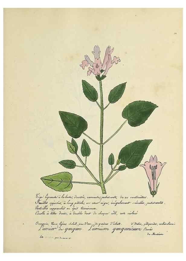 Reproducción/Reproduction 49500881403: Flore universelle. Saint-Denis :Au Bureau et chez Meilhac :[1848]-[1849]. 