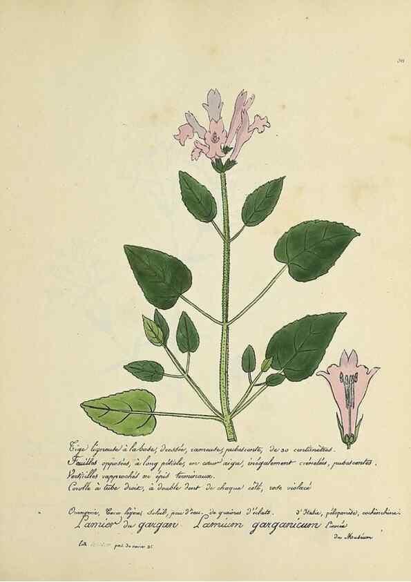 Reproducción/Reproduction 49500881403: Flore universelle. Saint-Denis :Au Bureau et chez Meilhac :[1848]-[1849]. 