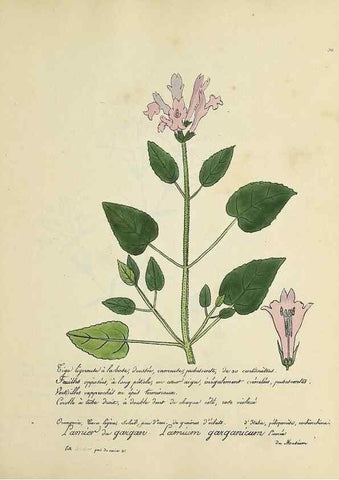 Reproducción/Reproduction 49500881403: Flore universelle. Saint-Denis :Au Bureau et chez Meilhac :[1848]-[1849]. 