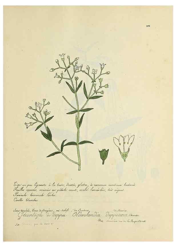 Reproducción/Reproduction 49501386646: Flore universelle. Saint-Denis :Au Bureau et chez Meilhac :[1848]-[1849]. 
