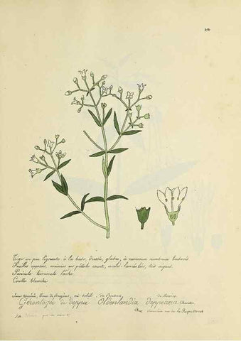 Reproducción/Reproduction 49501386646: Flore universelle. Saint-Denis :Au Bureau et chez Meilhac :[1848]-[1849]. 