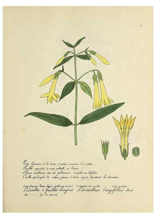 Reproducción/Reproduction 49500881998: Flore universelle. Saint-Denis :Au Bureau et chez Meilhac :[1848]-[1849]. 