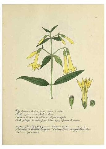Reproducción/Reproduction 49500881998: Flore universelle. Saint-Denis :Au Bureau et chez Meilhac :[1848]-[1849]. 