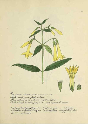 Reproducción/Reproduction 49500881998: Flore universelle. Saint-Denis :Au Bureau et chez Meilhac :[1848]-[1849]. 