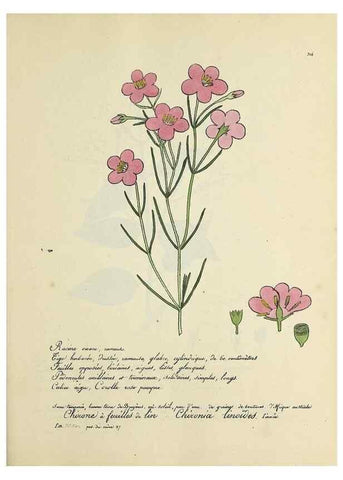 Reproducción/Reproduction 49501387171: Flore universelle. Saint-Denis :Au Bureau et chez Meilhac :[1848]-[1849]. 