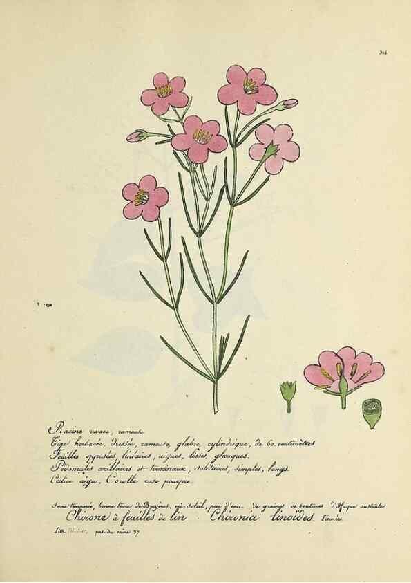 Reproducción/Reproduction 49501387171: Flore universelle. Saint-Denis :Au Bureau et chez Meilhac :[1848]-[1849]. 