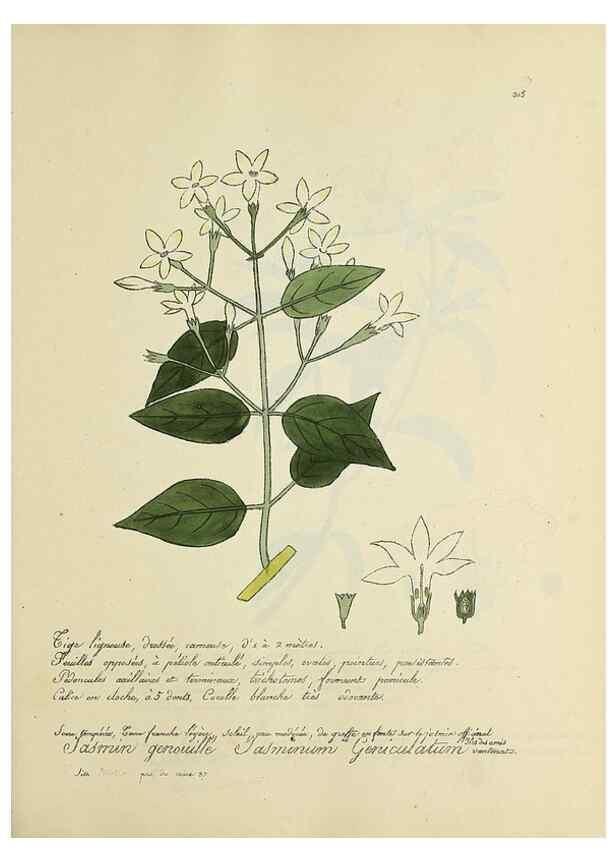 Reproducción/Reproduction 49501611882: Flore universelle. Saint-Denis :Au Bureau et chez Meilhac :[1848]-[1849]. 