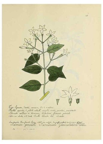 Reproducción/Reproduction 49501611882: Flore universelle. Saint-Denis :Au Bureau et chez Meilhac :[1848]-[1849]. 