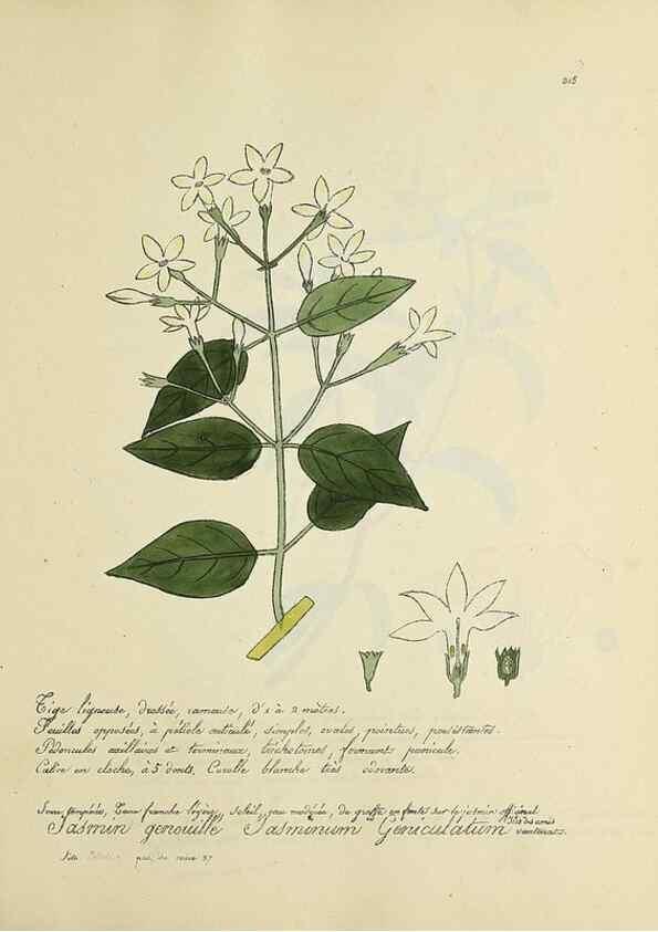 Reproducción/Reproduction 49501611882: Flore universelle. Saint-Denis :Au Bureau et chez Meilhac :[1848]-[1849]. 