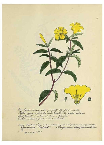 Reproducción/Reproduction 49501387891: Flore universelle. Saint-Denis :Au Bureau et chez Meilhac :[1848]-[1849]. 