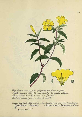 Reproducción/Reproduction 49501387891: Flore universelle. Saint-Denis :Au Bureau et chez Meilhac :[1848]-[1849]. 