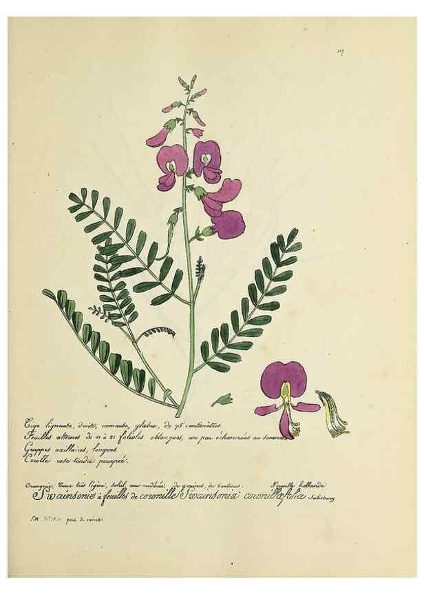 Reproducción/Reproduction 49500883373: Flore universelle. Saint-Denis :Au Bureau et chez Meilhac :[1848]-[1849]. 