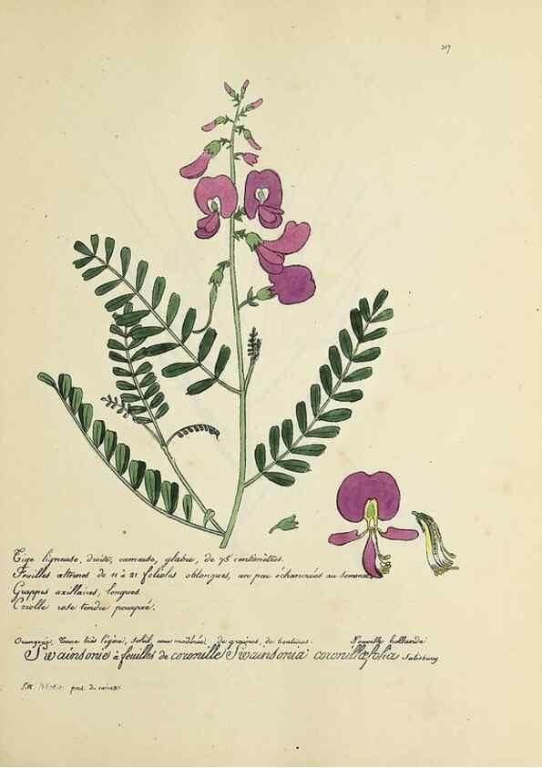 Reproducción/Reproduction 49500883373: Flore universelle. Saint-Denis :Au Bureau et chez Meilhac :[1848]-[1849]. 