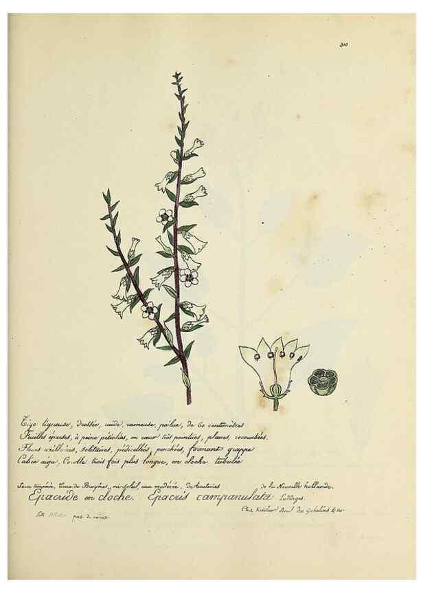 Reproducción/Reproduction 49501610267: Flore universelle. Saint-Denis :Au Bureau et chez Meilhac :[1848]-[1849]. 