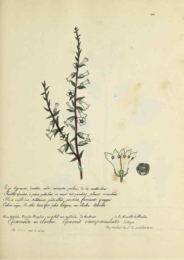 Reproducción/Reproduction 49501610267: Flore universelle. Saint-Denis :Au Bureau et chez Meilhac :[1848]-[1849]. 