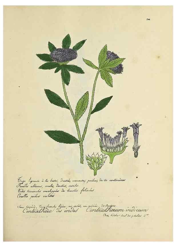 Reproducción/Reproduction 49501383936: Flore universelle. Saint-Denis :Au Bureau et chez Meilhac :[1848]-[1849]. 