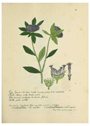 Reproducción/Reproduction 49501383936: Flore universelle. Saint-Denis :Au Bureau et chez Meilhac :[1848]-[1849]. 