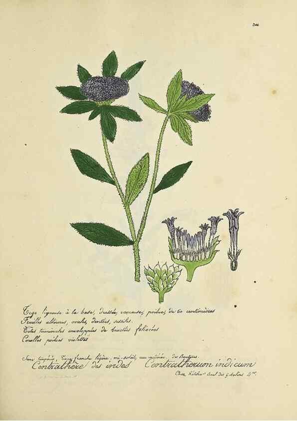 Reproducción/Reproduction 49501383936: Flore universelle. Saint-Denis :Au Bureau et chez Meilhac :[1848]-[1849]. 