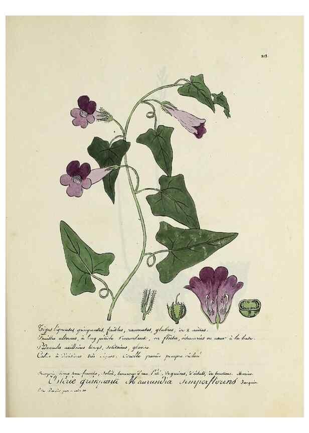 Reproducción/Reproduction 49500889878: Flore universelle. Saint-Denis :Au Bureau et chez Meilhac :[1848]-[1849]. 