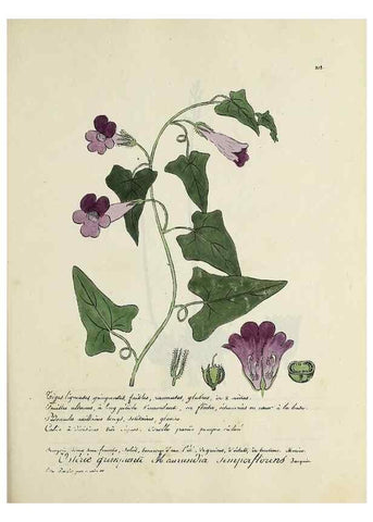 Reproducción/Reproduction 49500889878: Flore universelle. Saint-Denis :Au Bureau et chez Meilhac :[1848]-[1849]. 