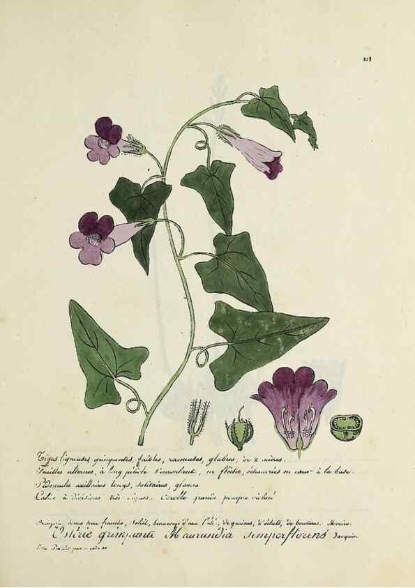 Reproducción/Reproduction 49500889878: Flore universelle. Saint-Denis :Au Bureau et chez Meilhac :[1848]-[1849]. 