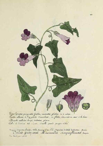 Reproducción/Reproduction 49500889878: Flore universelle. Saint-Denis :Au Bureau et chez Meilhac :[1848]-[1849]. 