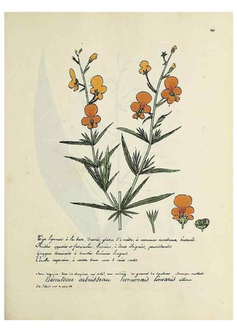 Reproducción/Reproduction 49500890423: Flore universelle. Saint-Denis :Au Bureau et chez Meilhac :[1848]-[1849]. 