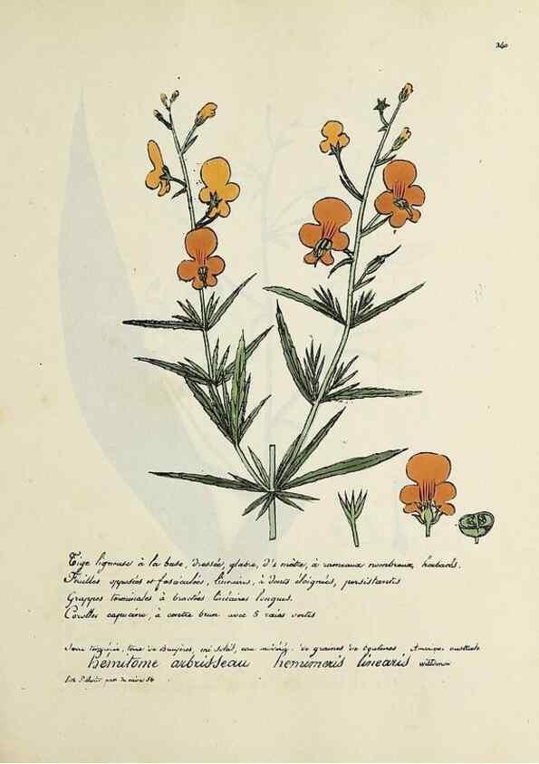Reproducción/Reproduction 49500890423: Flore universelle. Saint-Denis :Au Bureau et chez Meilhac :[1848]-[1849]. 