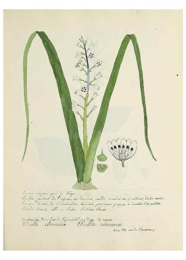 Reproducción/Reproduction 49500896518: Flore universelle. Saint-Denis :Au Bureau et chez Meilhac :[1848]-[1849]. 