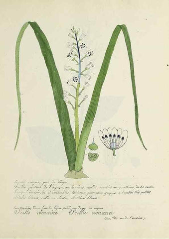 Reproducción/Reproduction 49500896518: Flore universelle. Saint-Denis :Au Bureau et chez Meilhac :[1848]-[1849]. 
