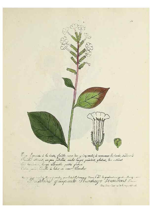Reproducción/Reproduction 49500896748: Flore universelle. Saint-Denis :Au Bureau et chez Meilhac :[1848]-[1849]. 