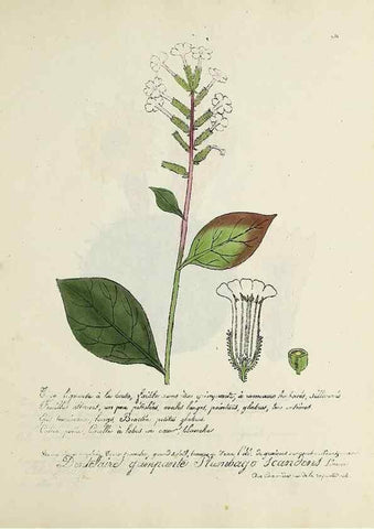 Reproducción/Reproduction 49500896748: Flore universelle. Saint-Denis :Au Bureau et chez Meilhac :[1848]-[1849]. 