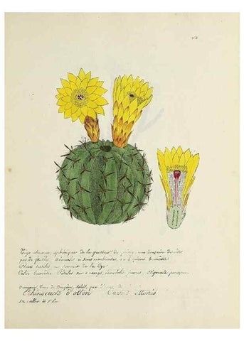 Reproducción/Reproduction 49501401506: Flore universelle. Saint-Denis :Au Bureau et chez Meilhac :[1848]-[1849]. 