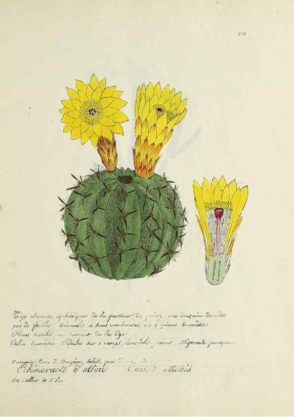 Reproducción/Reproduction 49501401506: Flore universelle. Saint-Denis :Au Bureau et chez Meilhac :[1848]-[1849]. 