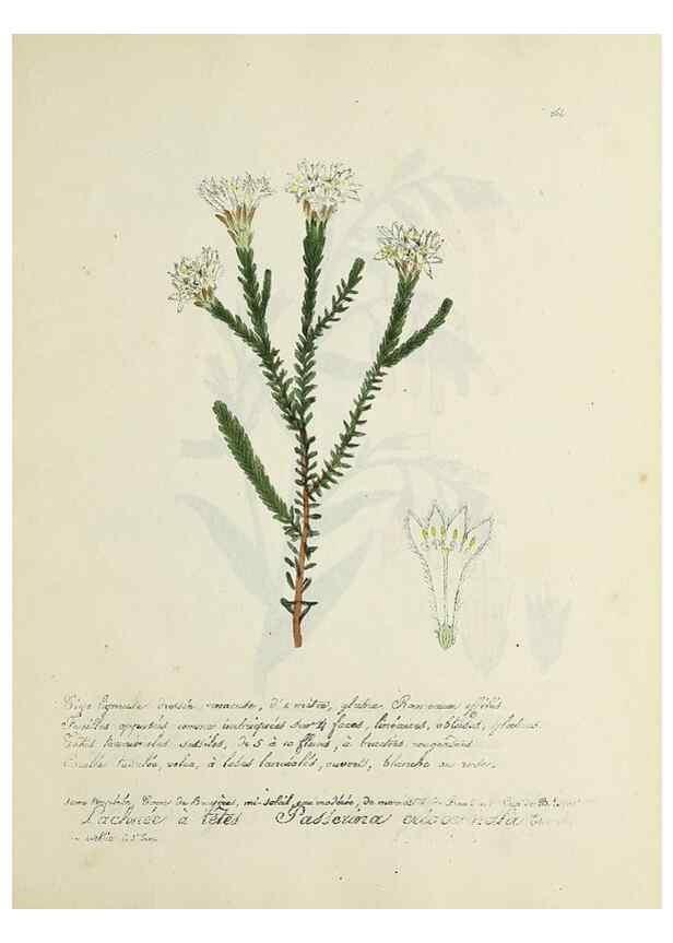 Reproducción/Reproduction 49501626382: Flore universelle. Saint-Denis :Au Bureau et chez Meilhac :[1848]-[1849]. 