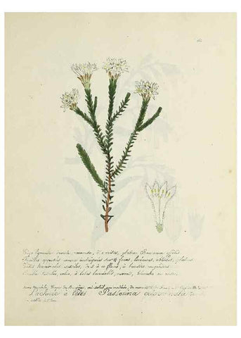 Reproducción/Reproduction 49501626382: Flore universelle. Saint-Denis :Au Bureau et chez Meilhac :[1848]-[1849]. 