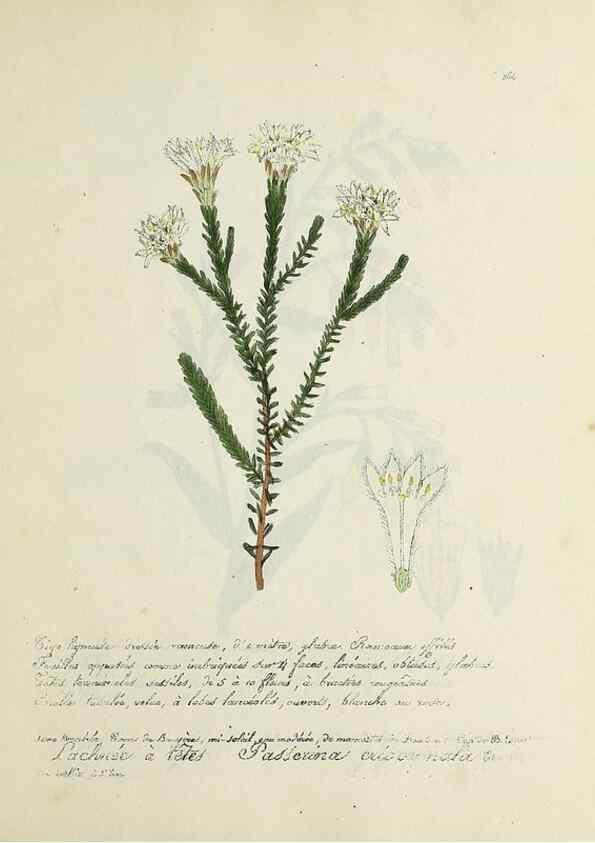 Reproducción/Reproduction 49501626382: Flore universelle. Saint-Denis :Au Bureau et chez Meilhac :[1848]-[1849]. 