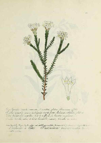 Reproducción/Reproduction 49501626382: Flore universelle. Saint-Denis :Au Bureau et chez Meilhac :[1848]-[1849]. 