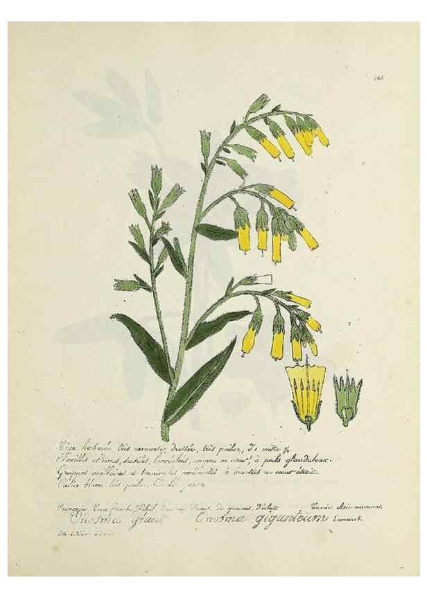 Reproducción/Reproduction 49501626727: Flore universelle. Saint-Denis :Au Bureau et chez Meilhac :[1848]-[1849]. 