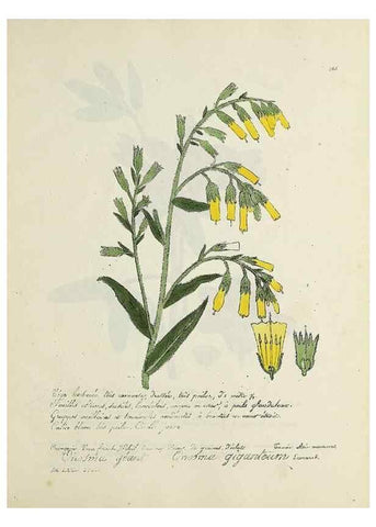 Reproducción/Reproduction 49501626727: Flore universelle. Saint-Denis :Au Bureau et chez Meilhac :[1848]-[1849]. 