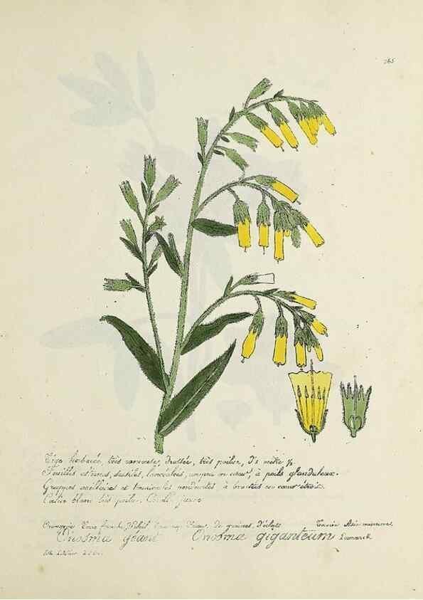 Reproducción/Reproduction 49501626727: Flore universelle. Saint-Denis :Au Bureau et chez Meilhac :[1848]-[1849]. 