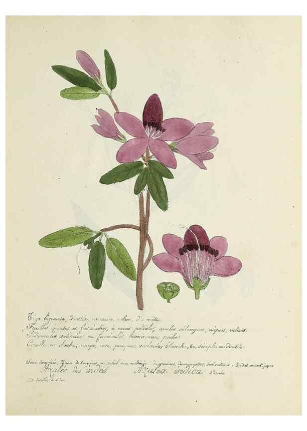 Reproducción/Reproduction 49501402826: Flore universelle. Saint-Denis :Au Bureau et chez Meilhac :[1848]-[1849]. 